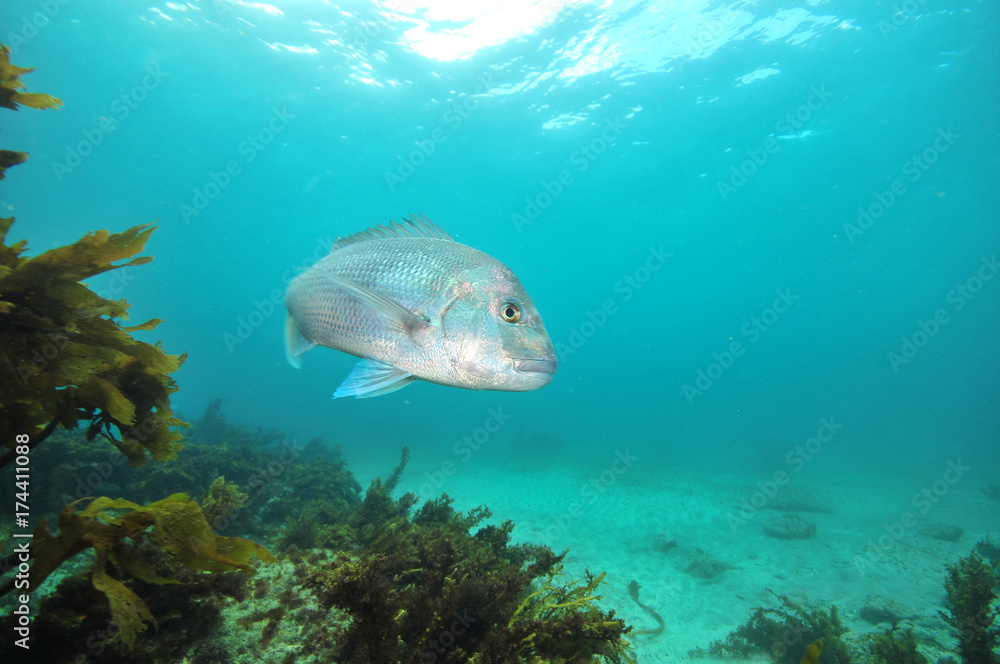Obraz premium Large Australasian snapper Pagrus auratus turning in front of camera.