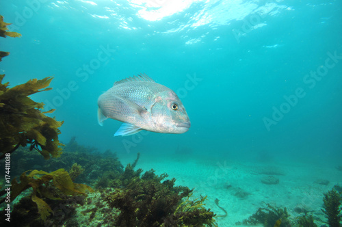 Large Australasian snapper Pagrus auratus turning in front of camera. photo