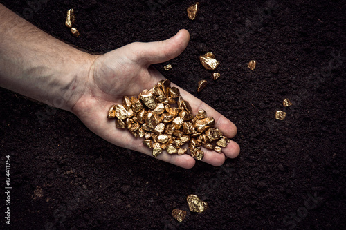 Gold nuggets the hands of the miner.  The working hands of a peasant with pure gold. top view