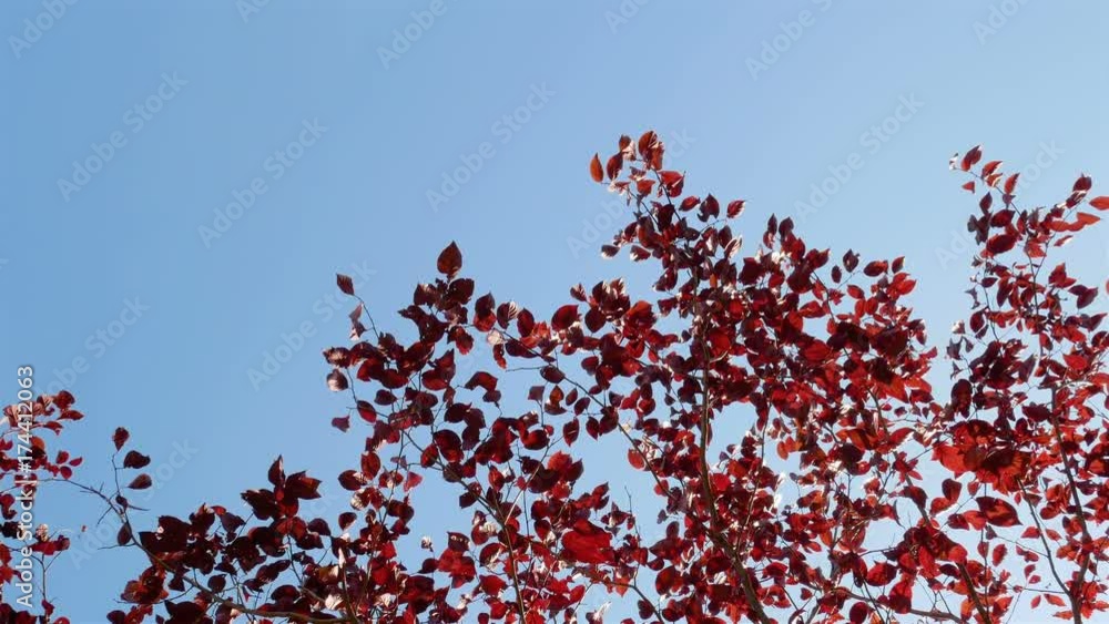 red leaves in sunny, blue sky. Environmental concept. red leaves in sunny, blue sky. Environmental concept.