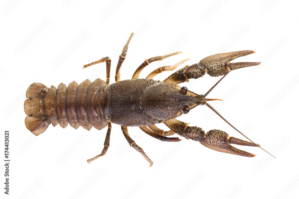 Live cancer on a white background close-up Live cancer on a white background close-up