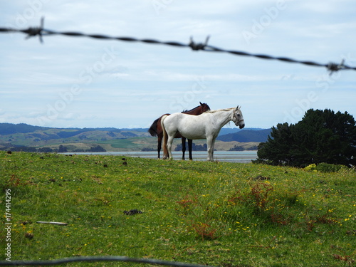 Weißes und braunes Pferd auf einer Weide, Neuseeland 