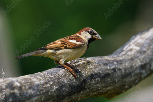 Sparrow © constantincornel
