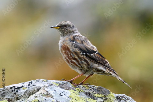 Sparrow © constantincornel