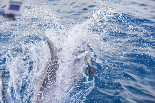 Beautiful dolphin watching