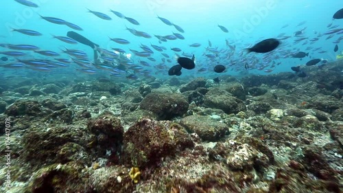 Wallpaper Mural Bluestreak Fusilier (Pterocaesio tile) and scuba diver on reef at Pulau Weh, Aceh  Torontodigital.ca