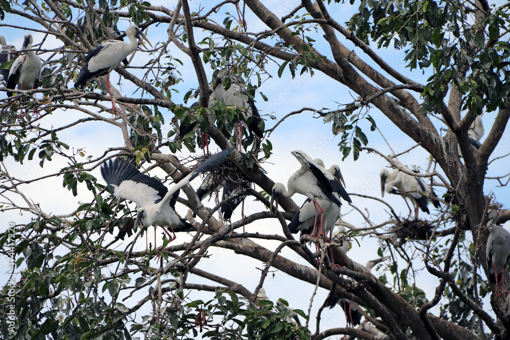Flock of open billed stork bird perch and winged at the tree on blue sky and white cloud background. A lot of black and white color of Asian openbill bird on the green tree. Flock of open billed stork bird perch and winged at the tree on blue sky and white cloud background. A lot of black and white color of Asian openbill bird on the green tree.