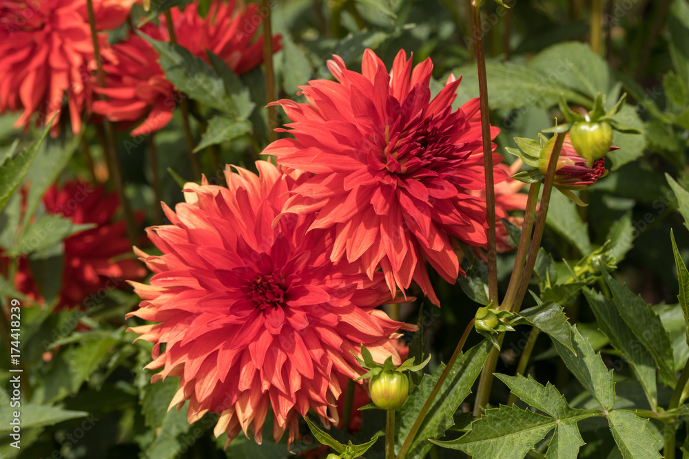 Head of  red dahlia flower in summer garden