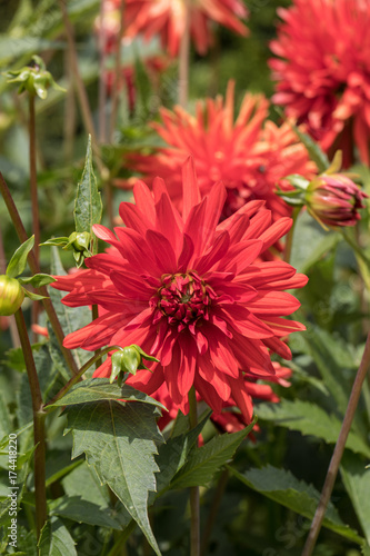 Fototapeta Naklejka Na Ścianę i Meble -  Head of  red dahlia flower in summer garden