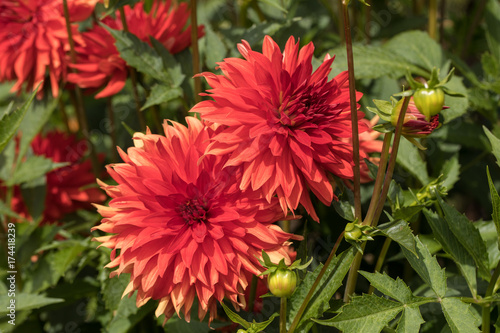 Fototapeta Naklejka Na Ścianę i Meble -  Head of  red dahlia flower in summer garden
