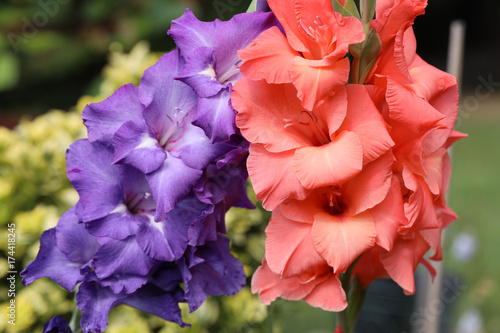 Fototapeta Naklejka Na Ścianę i Meble -  Head of  gladiolus flower in summer garden