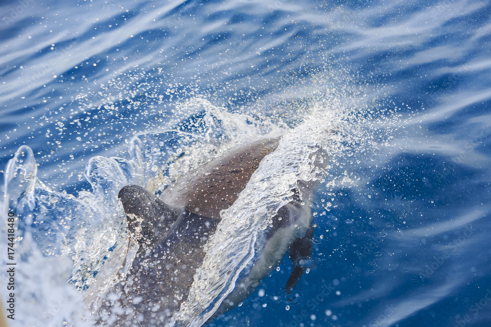 Obraz premium Beautiful dolphin watching