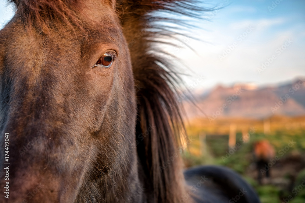 Fototapeta premium Detail view of wild icelandic pony in a late evening light.