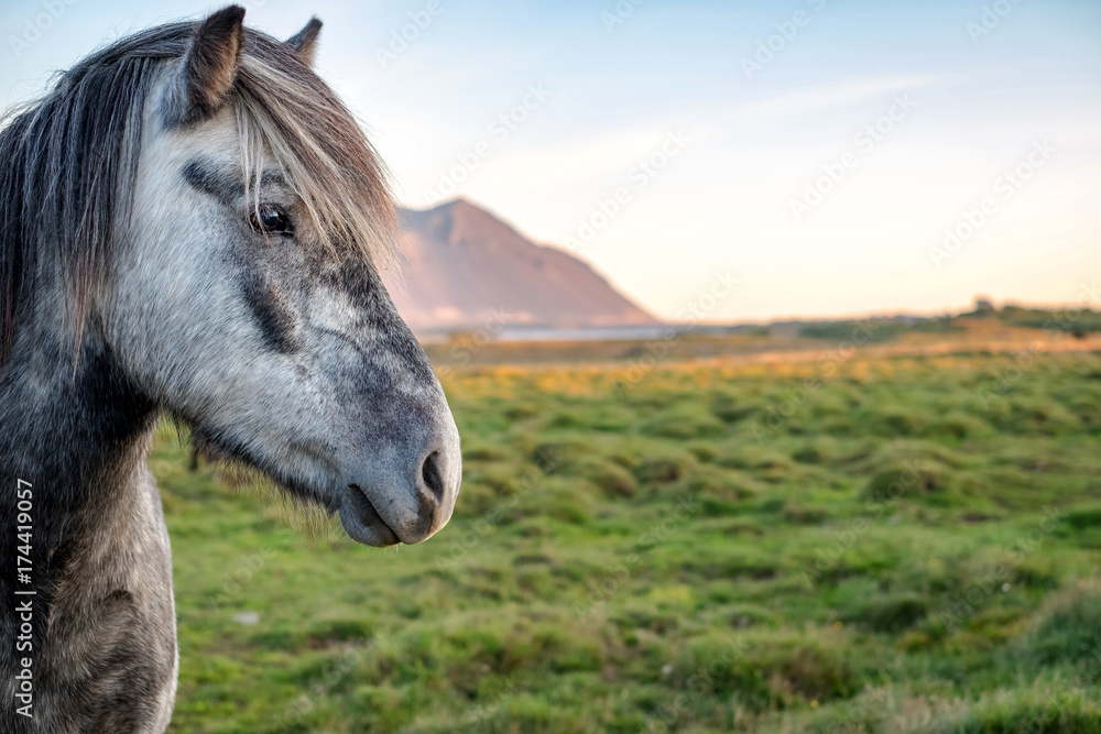 Obraz premium Portrait of wild icelandic pony in a late evening light.