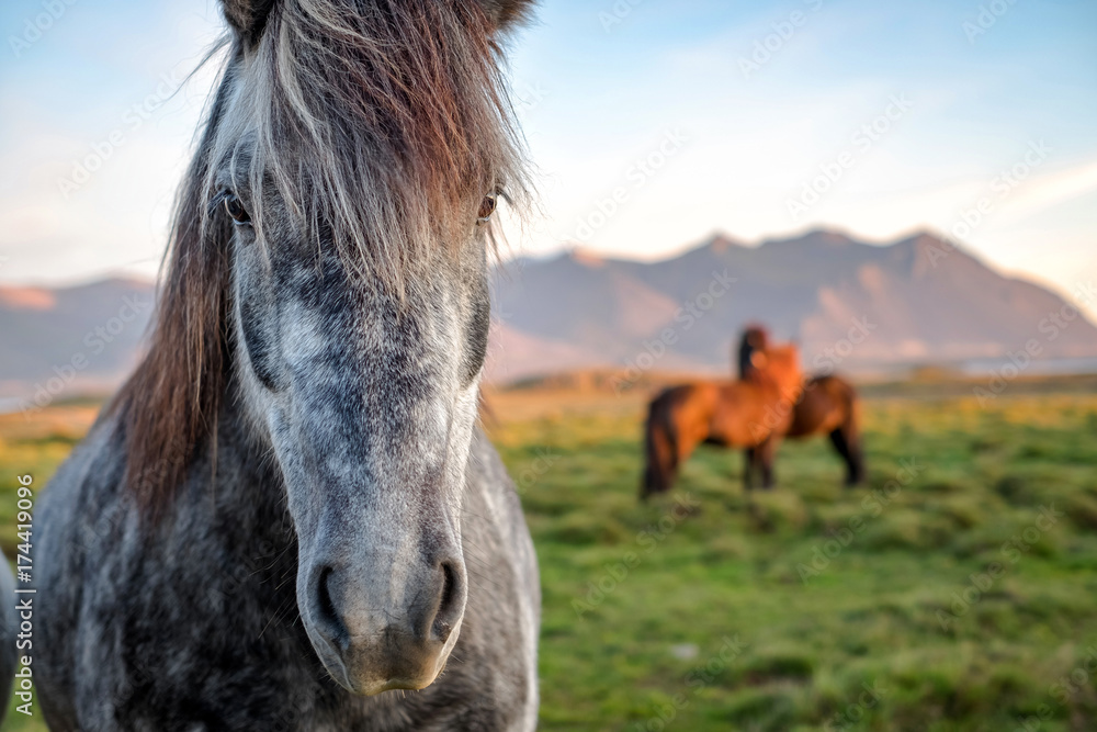 Fototapeta premium Portrait of wild icelandic pony in a late evening light.