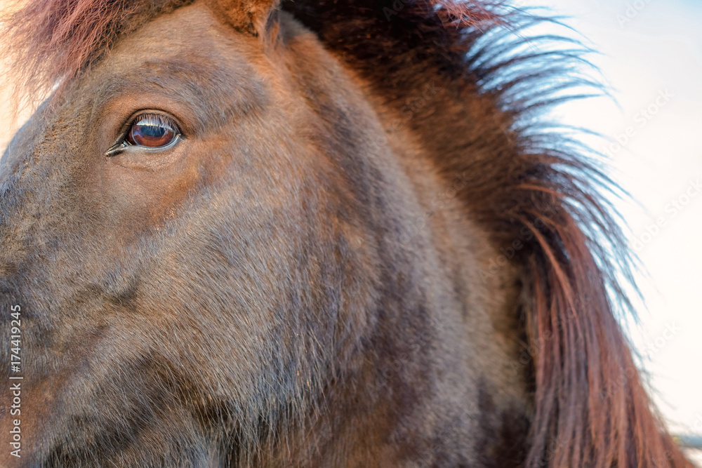 Obraz premium Portrait of wild icelandic pony in a late evening light.