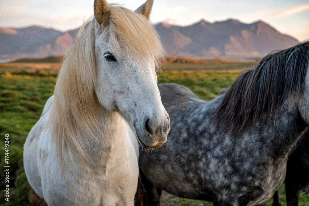Obraz premium Portrait of wild icelandic pony in a late evening light.