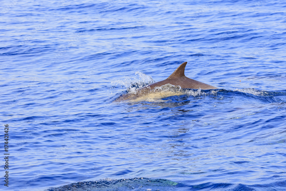 Obraz premium Beautiful dolphin watching