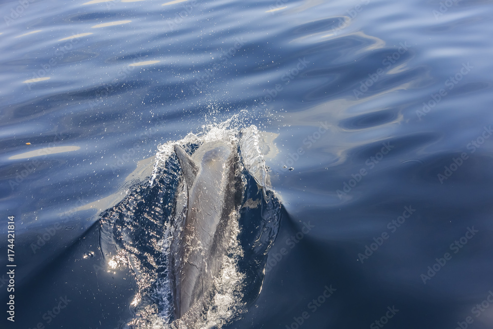 Obraz premium Beautiful dolphin watching