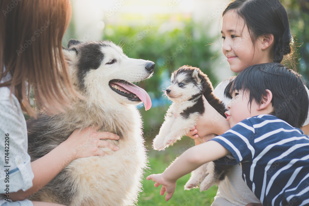 Husky sales family dog