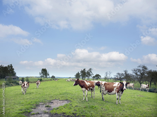 red and white cows under blue sky in green meadow near utrecht in holland