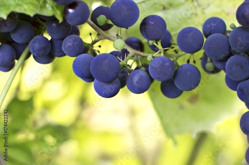 гроздь синего винограда. творческий фон. крупный план.