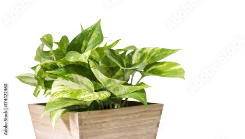 Golden pothos in the pot isolated on white background with copy space