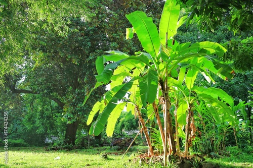 Banana trees in tropical farm with sunlight in the morning. Soft focus.