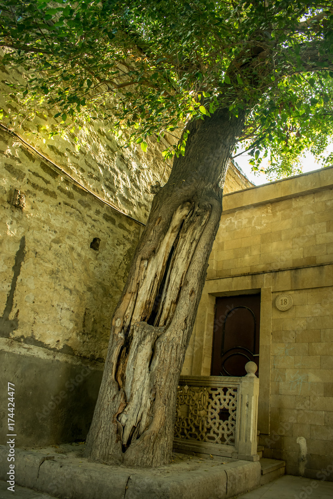 Naklejka premium old architecture and old tree