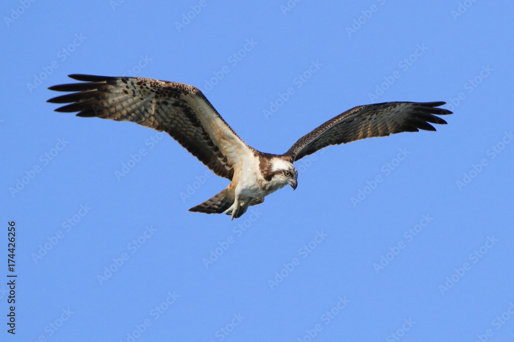 ミサゴ　青空バック　Osprey
