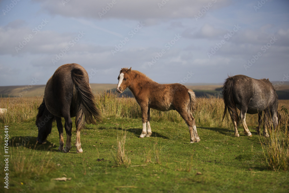 Fototapeta premium pony family in the distance 