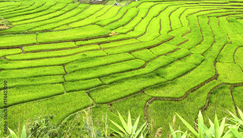 beautiful landscape view of rice terraces in mae hong son, thailand.