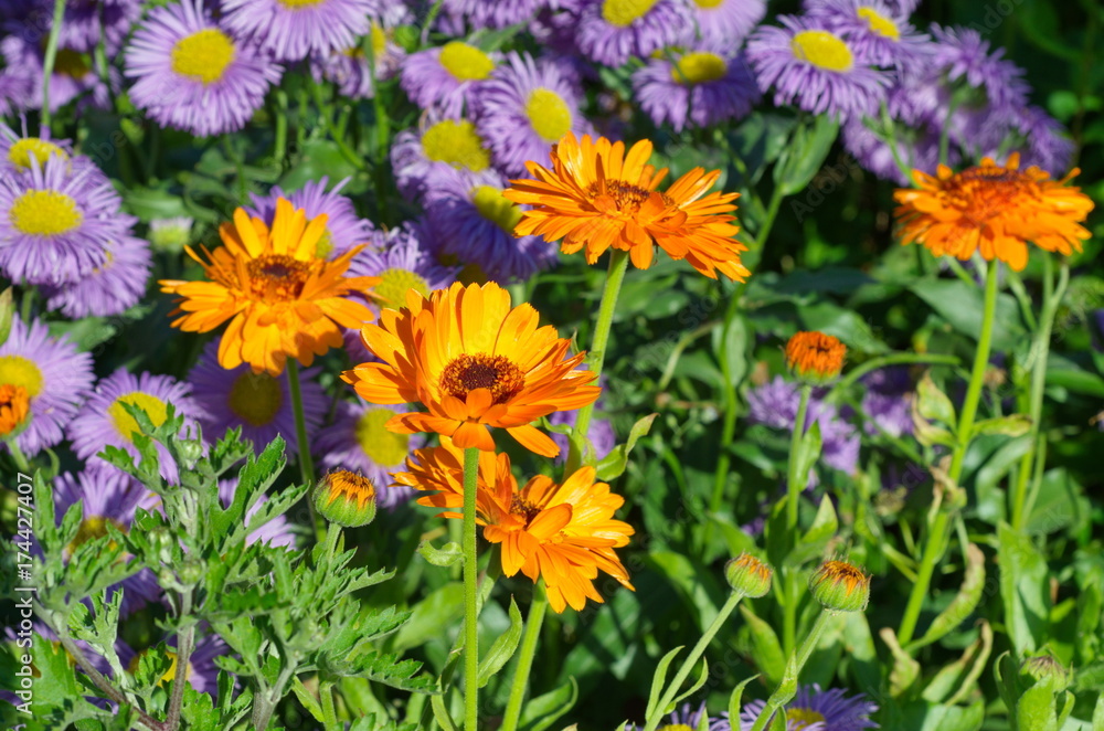 Fototapeta premium The flowers of Calendula (lat. Calendula officinalis) and Erigeron blossom on the flowerbed in the garden