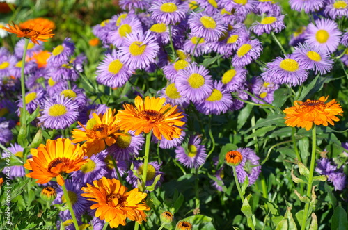 The flowers of Calendula  lat. Calendula officinalis  and Erigeron blossom on the flowerbed in the garden