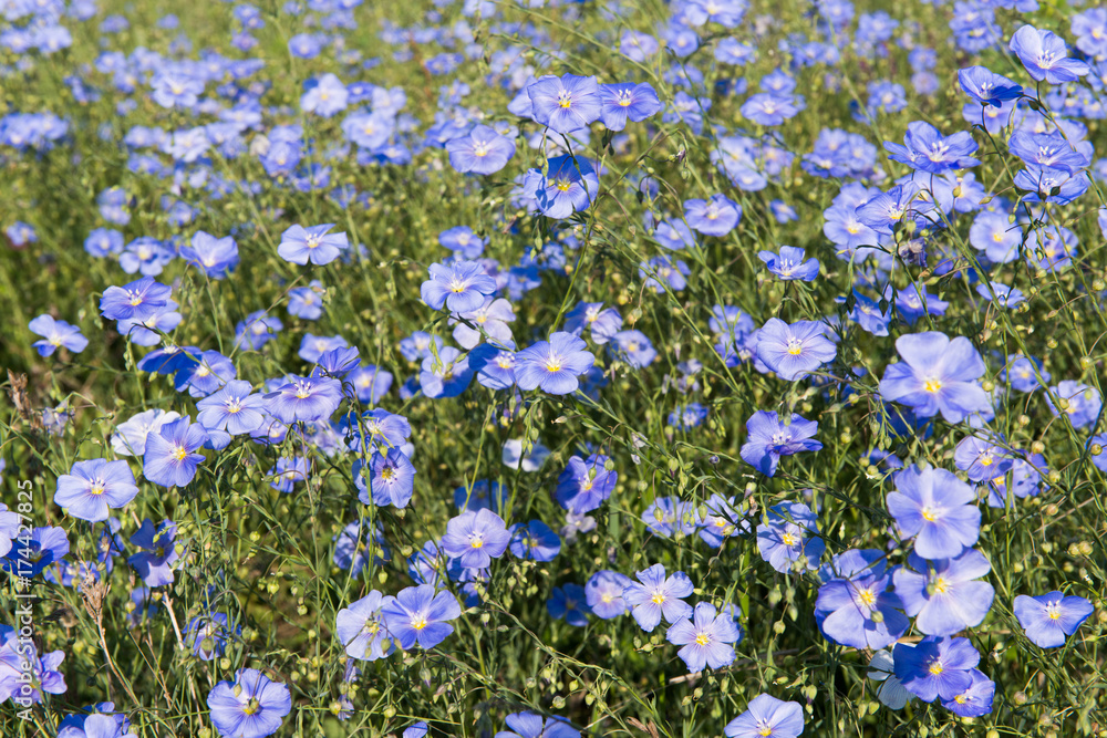 Field with blue flax flowers. Field with blue flax flowers.
