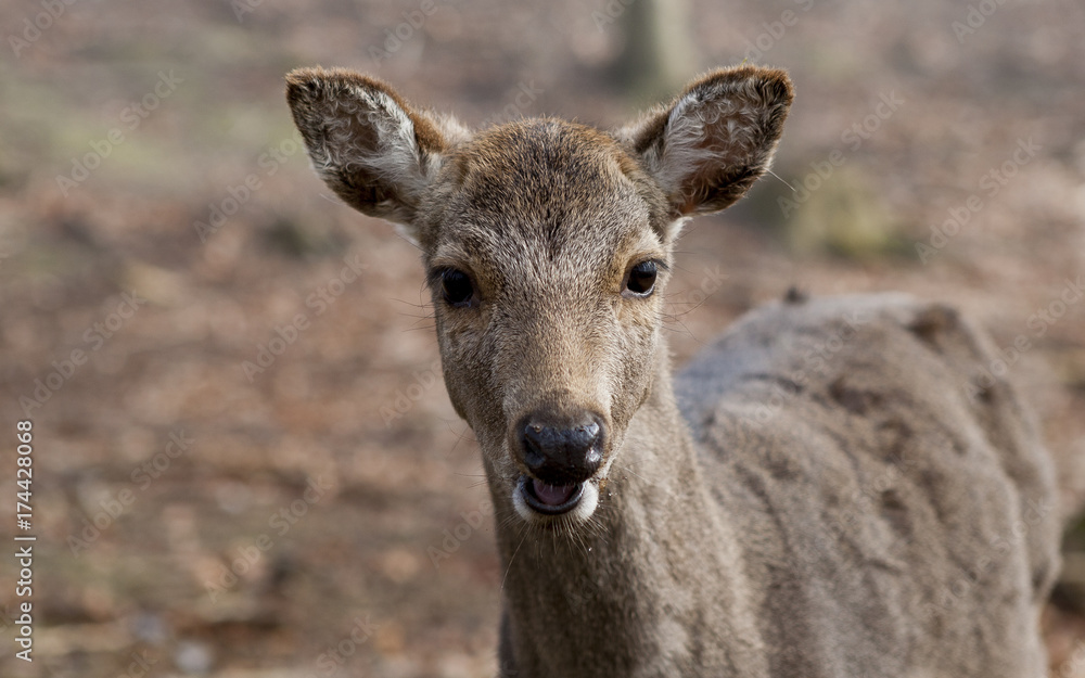 Deer Deer