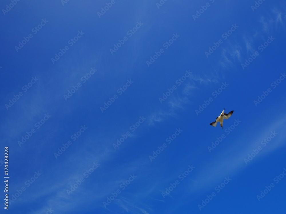 Tölpel im Flug mit blauem Himmel im Hintergrund, Tölpelkolonie in Muriwai Beach, Auckland, Neuseeland