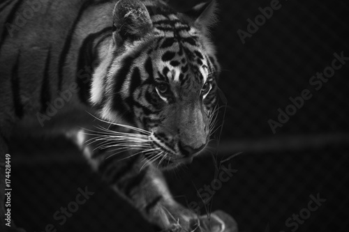 tiger prowl stare