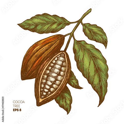 Cocoa beans illustration. Engraved style illustration. Chocolate cocoa beans. Vector illustration