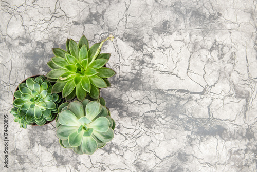 Succulent Minimal floral flat lay background photo