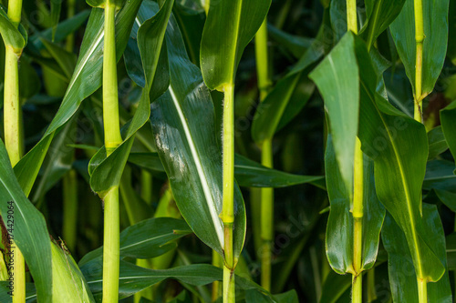 Corn stalks Fototapeta
