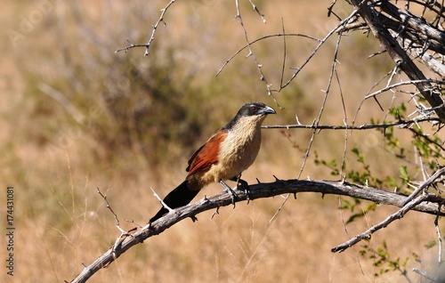 Burchell's coucal bird photo