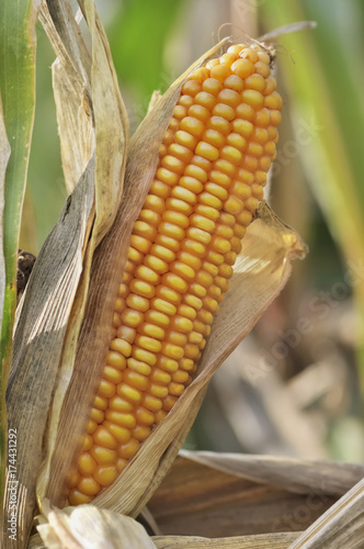 ear of corn in a field