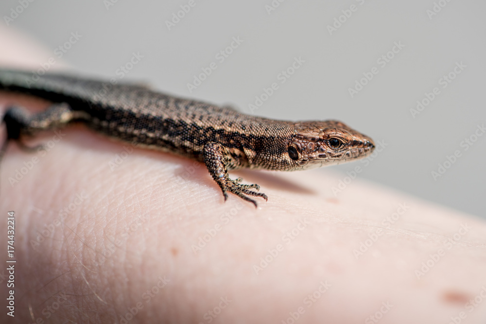 Naklejka premium lizard on hand