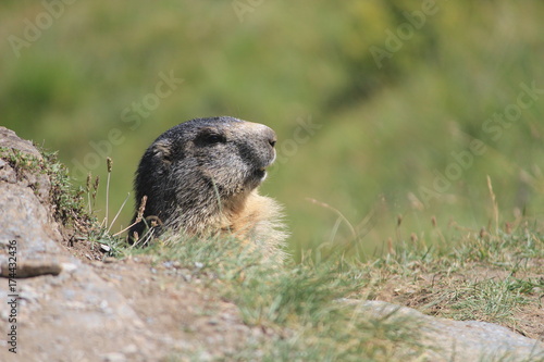 marmottes, Parc du Grand Paradis photo