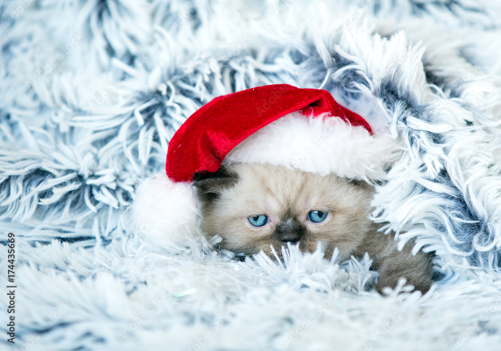 Little kitten wearing Santa Claus hat Little kitten wearing Santa Claus hat