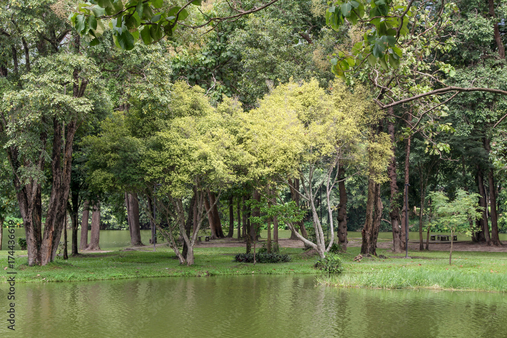 Landscape of green island on the lake, The big trees in the Park surrounded by water ,nature.