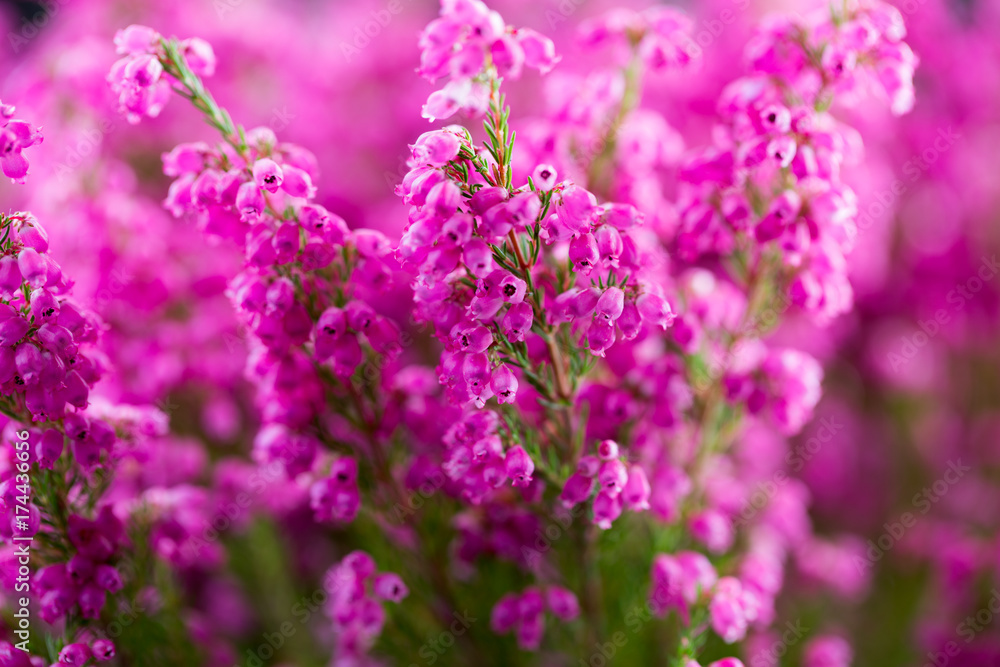 Plant erica gracilis.