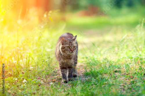 Siberian cat walks along the path in the forest
