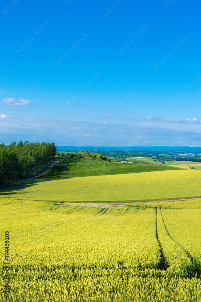 Obraz premium 上富良野 千望峠